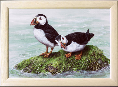 Image of Puffins & Shore Crab, Puffin Island, Port Quin Bay, The Rumps, Padstow